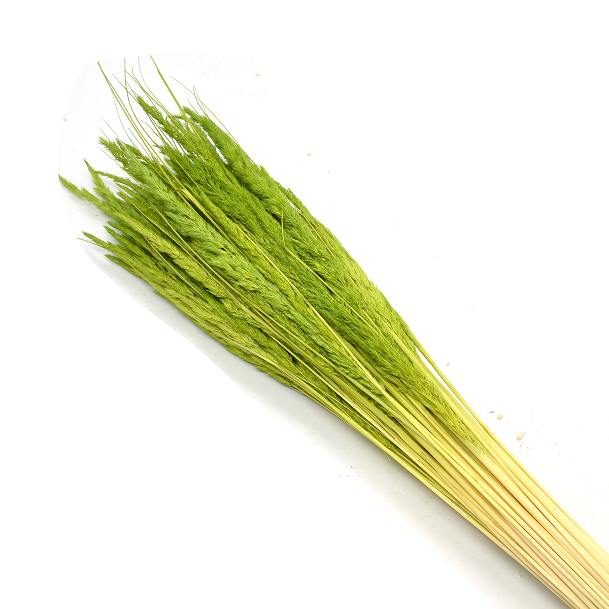 Buchet fire pampas verde