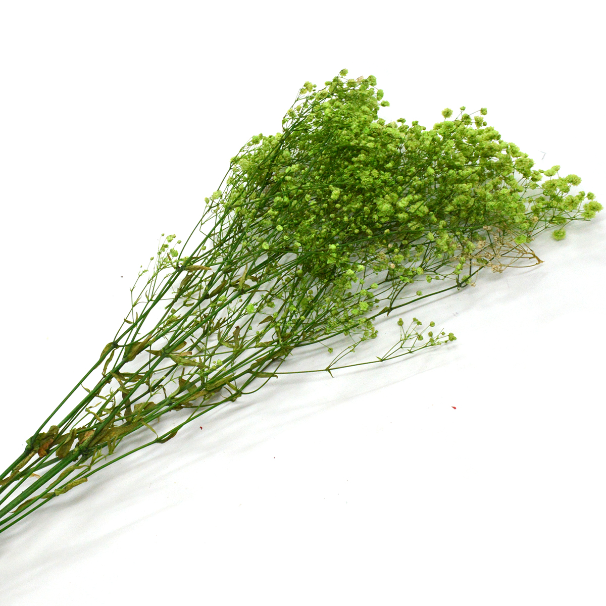 Buchet gypsophila natural conservata verde