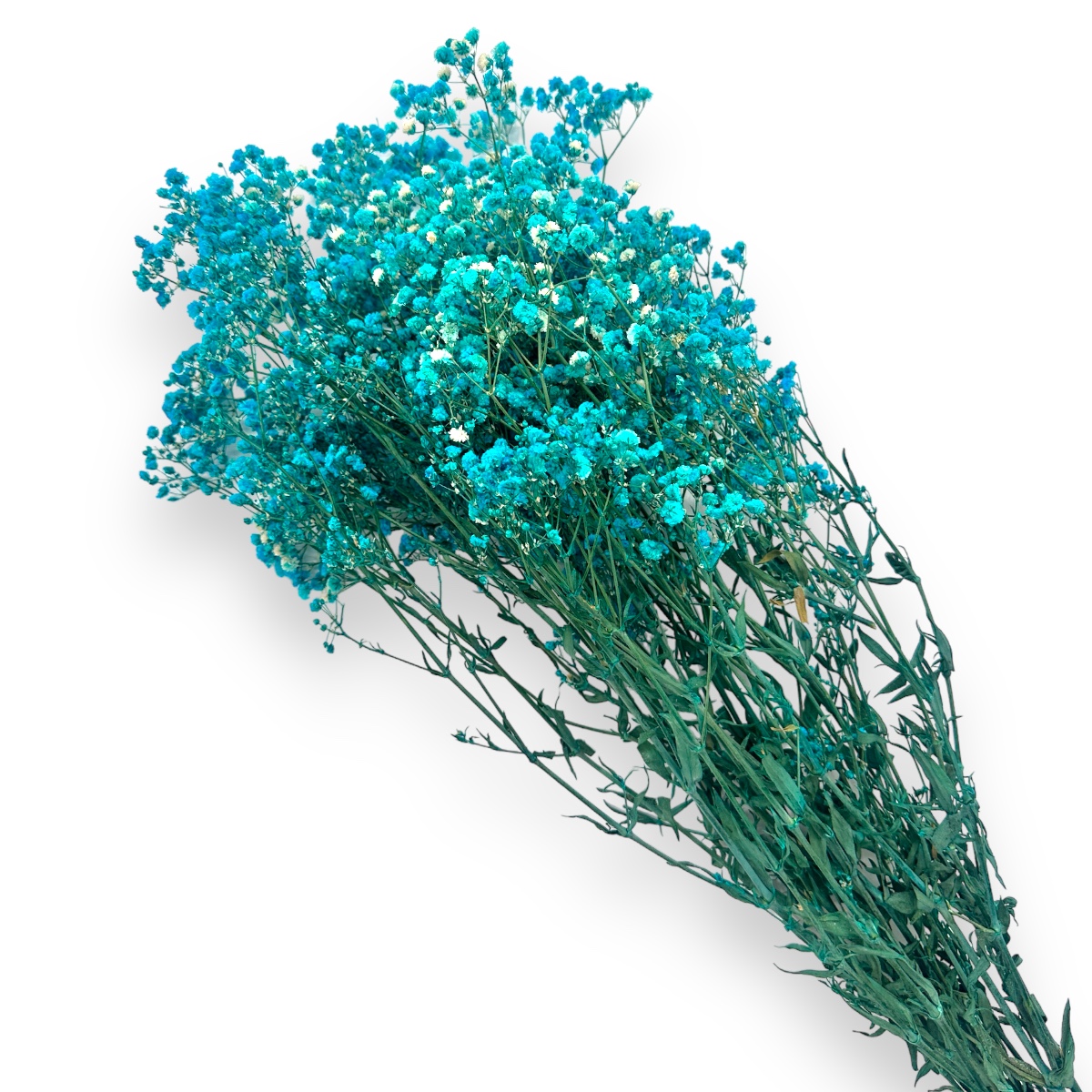 Buchet gypsophila natural conservata albastru turquoise