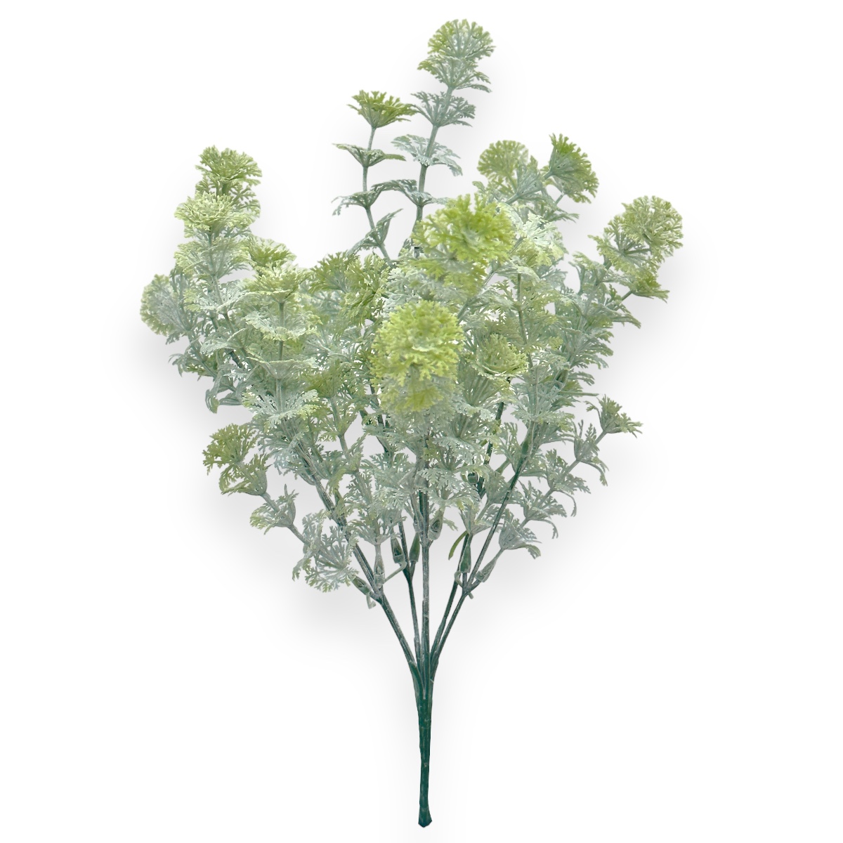 Buchet verdeata Daucus verde cu alb prafuit