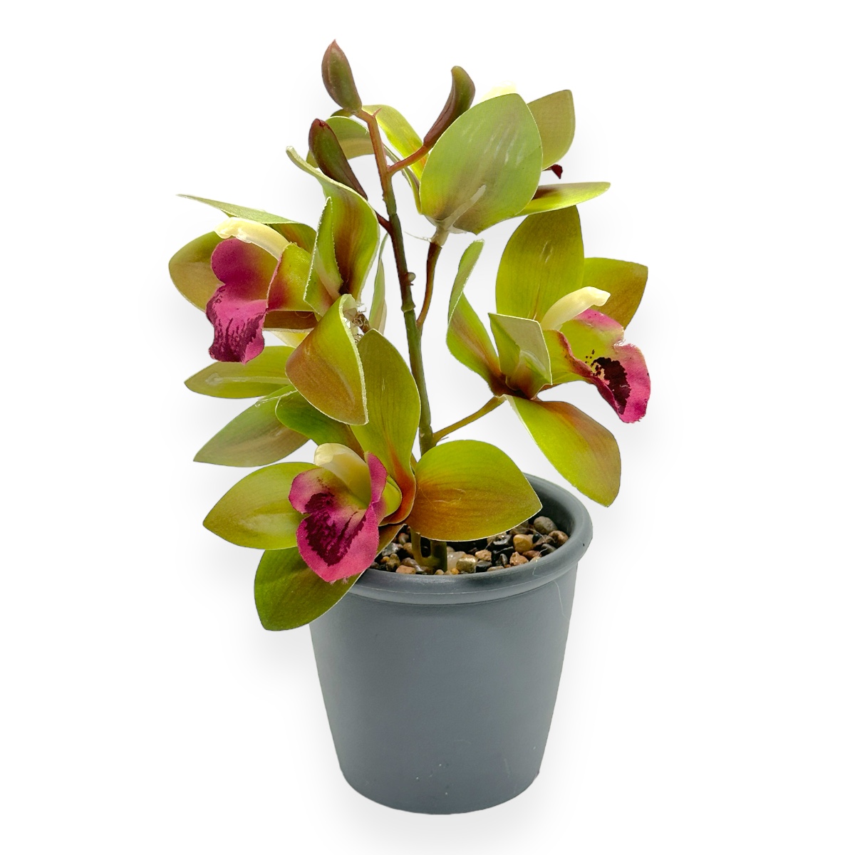 Ghiveci Un Un Fir Orhidee Cymbidium Mica - Verde