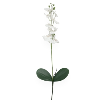 Fir Orhidee cu 2 Frunze Alb