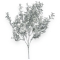 Crenguta 5 fire buxifolium si coleonema silver