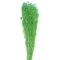 Buchet Broom Bloom Uscat 80g - Verde