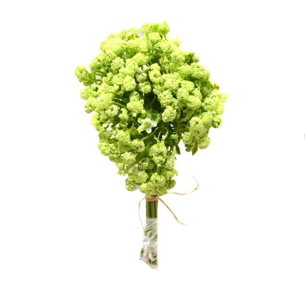 Buchet 10 fire achillea verde