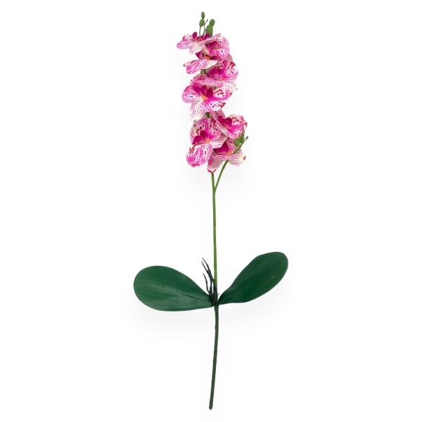 Fir Orhidee cu 2 Frunze Pestrita Siclam cu Alb