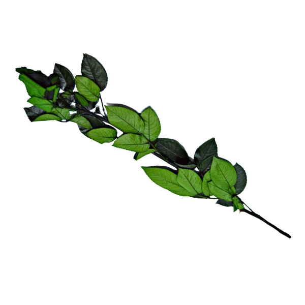Tulpina pentru Trandafiri Criogenati 60 cm